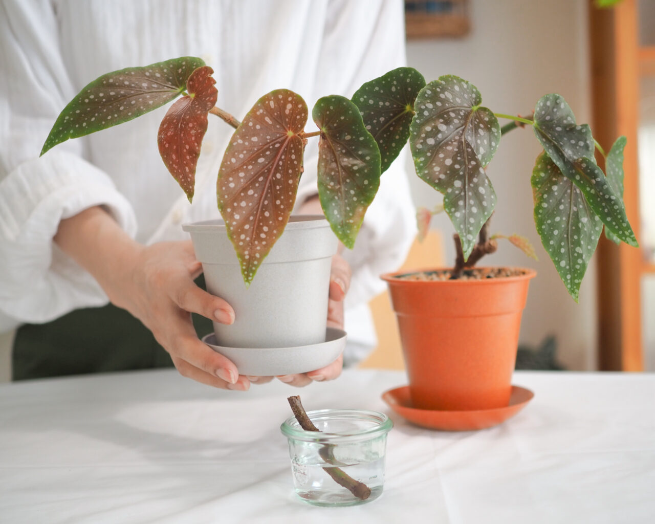 木立ベゴニア マクラータ挿し木 - 植物/観葉植物