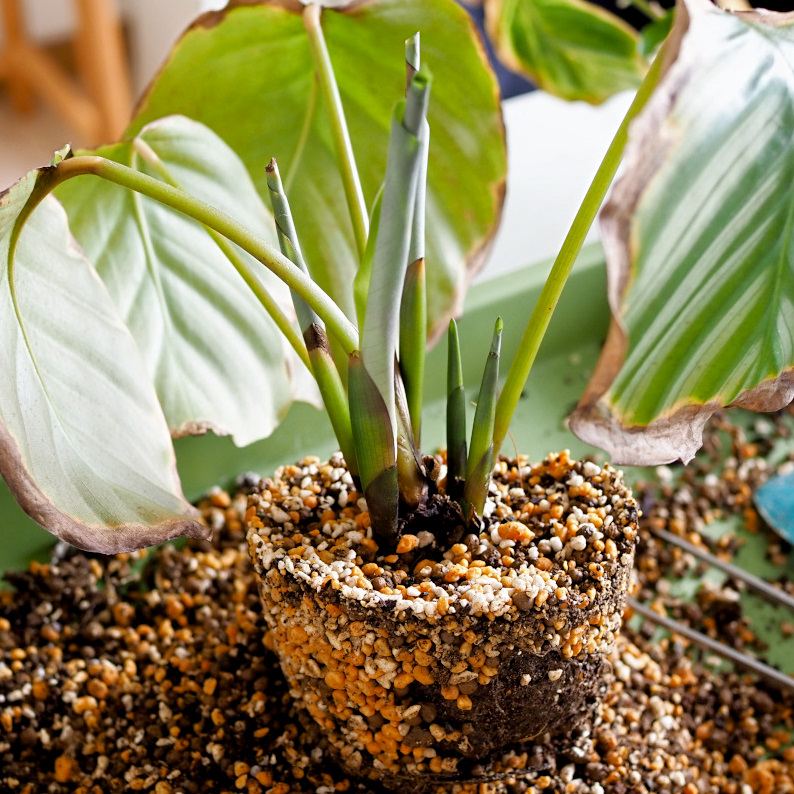 枯れたオルビフォリアの植え替え