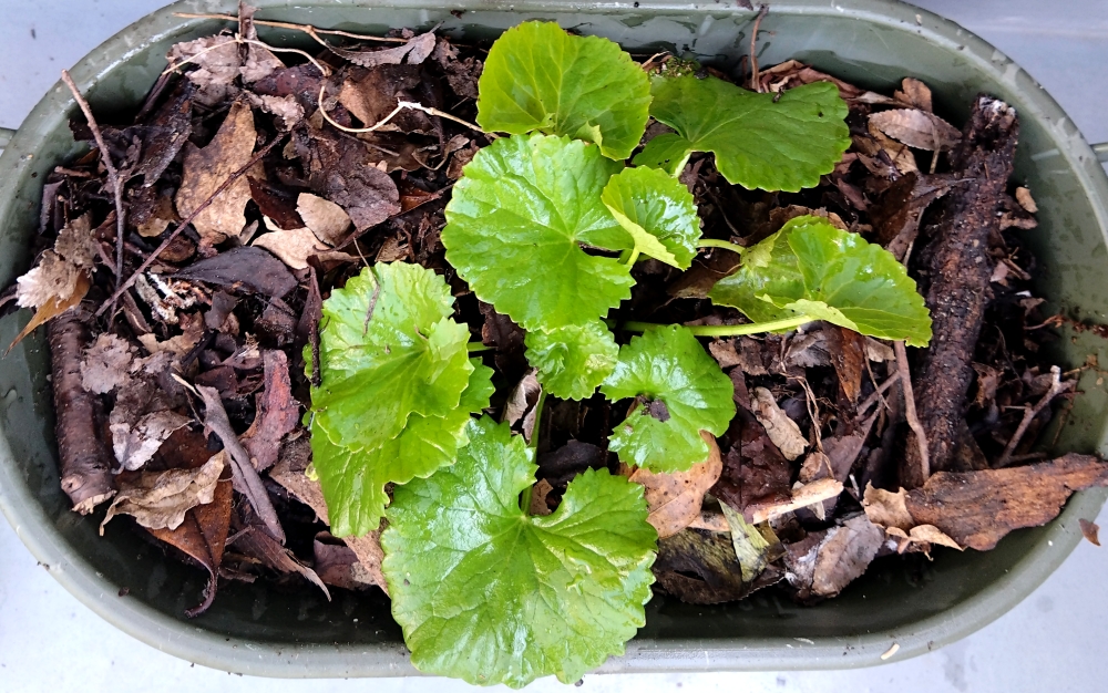 ツボクサ（ゴツコラ）植え替え直後