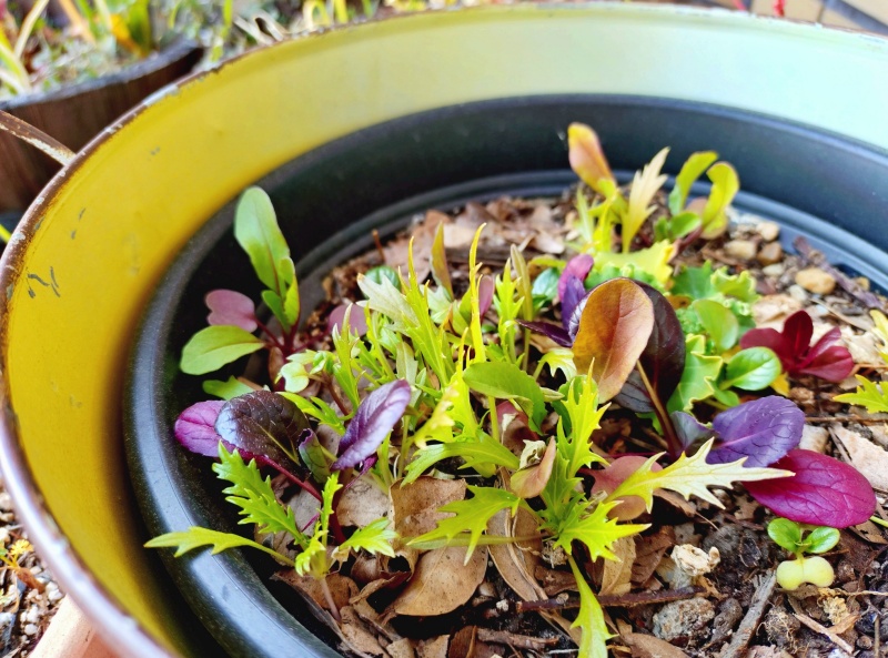 2月のバルコニー菜園の様子　無肥料無農薬栽培