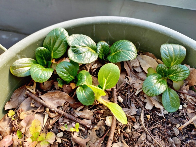 2月のバルコニー菜園の様子　無肥料無農薬栽培