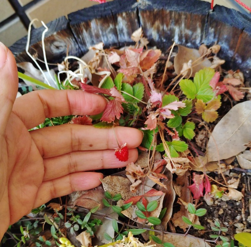 2月のバルコニーでワイルドストロベリー　無肥料無農薬栽培
